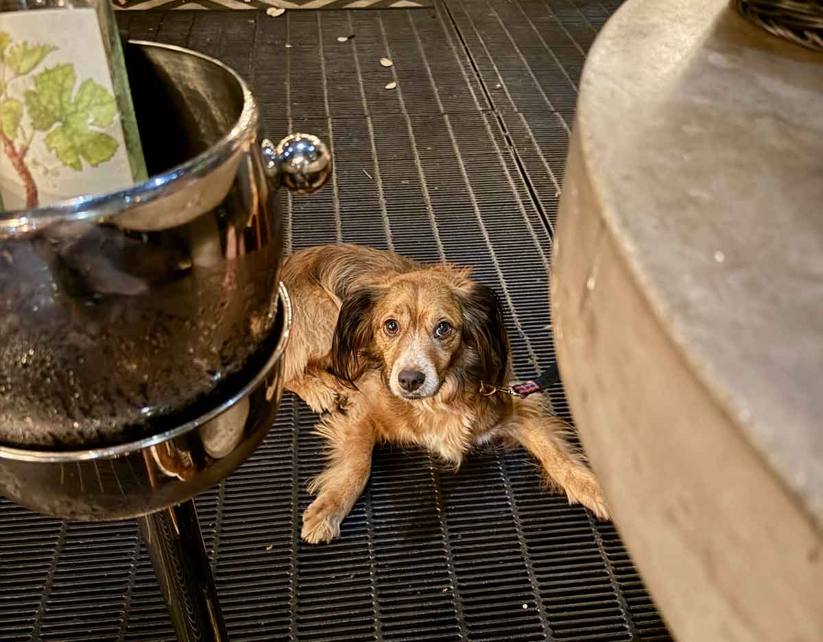 Aba Restaurant Austin Texas Dog-Friendly Restaurant and Patio