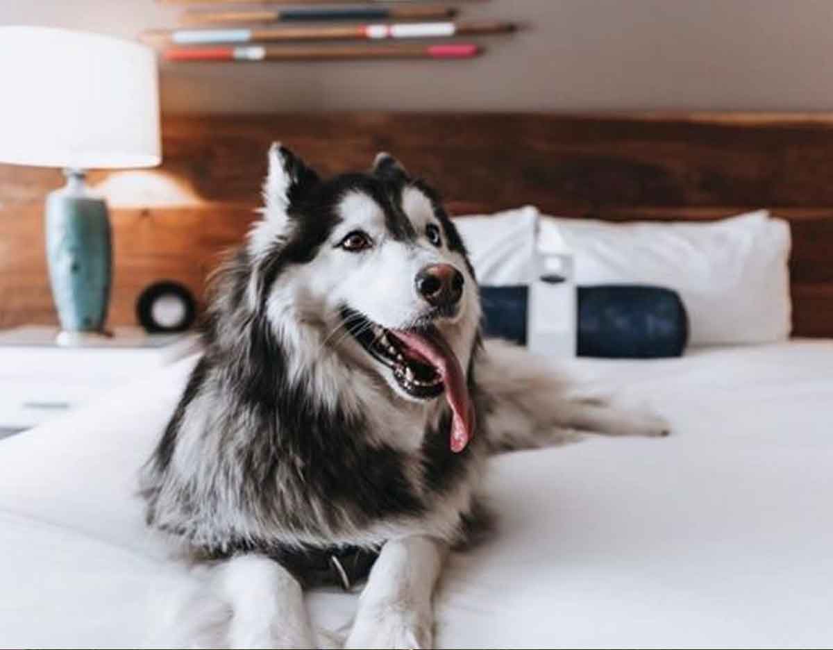 Amara Resort and Spa Sedona Arizona Dog-Friendly Resort