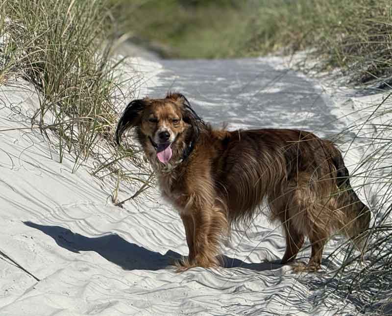 Hilton Head Dog-Friendly City Review of Resorts and Restaurants