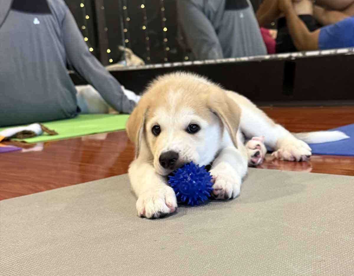 Inner Diva Studios Puppy Yoga Austin Texas