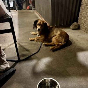 Mesa_grill_Carosel_2