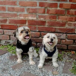 Mesa_grill_Carosel_6