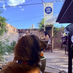 Paper_Dosa_Carosel_6