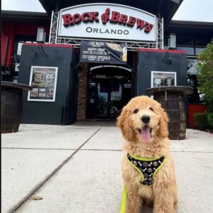 Rock_Brews_Carosel_4