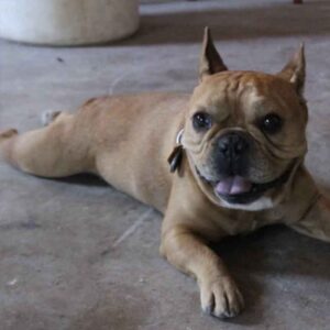 Rowley_Santa_fe_Carosel_5