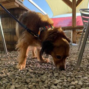 Rowley_Santa_fe_Carosel_7