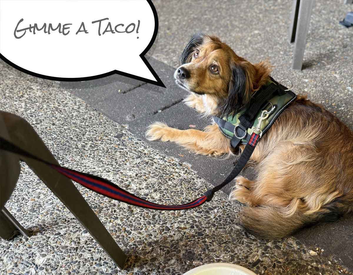 San Miguel's Hilton Head South Carolina Dog-Friendly Restaurant and Patio