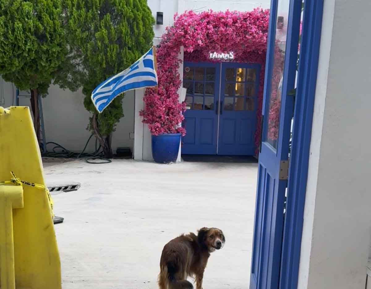 Yamas Greek Kitchen and Bar Austin Texas Dog-Friendly Restaurant & Patio