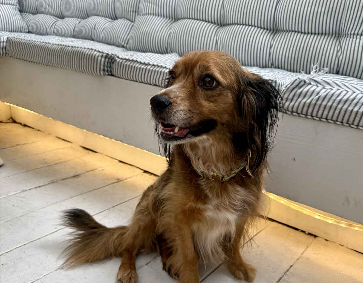 Yamas Greek Kitchen and Bar Austin Texas Dog-Friendly Restaurant & Patio