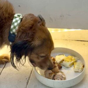 amas Greek Kitchen and Bar Austin Texas Dog-Friendly Restaurant & Patio