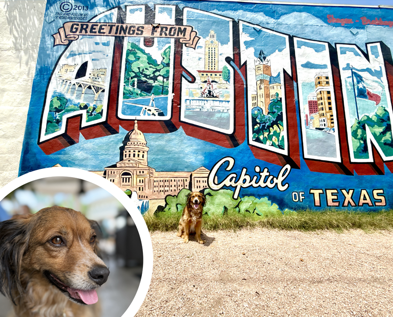 Austin Texas Pet Friendly Travel Recommendations